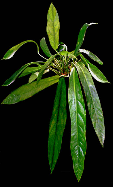 Anthurium pendulifolium N.E. Br., Anthurium pendulifolium, Exotic  Rainforest rare tropical plants